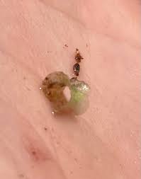 Image result for Wolffiella