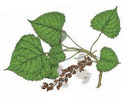 Cottonwood tree pictures category has many photos of cottonwood trees, facts on the this is valuable and useful information that can help you to learn more about the cottonwood tree. Cottonwood Eastern Cottonwood Poplar Eastern Cottonwood Southern Cottonwood Mdc Teacher Portal