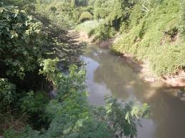 File:06620jfPaddy fields grasslands Upig Salapungan San Rafael Ildefonso  Bridge Bulacanfvf 22.jpg