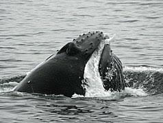 The humpback has a bulky head with bumpy protuberances (tubercles), each with a bristle. Humpback Whale Wikipedia