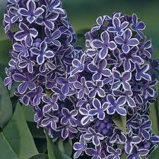 An outstanding selection useful in mixed shrub borders or in mass plantings with other lilacs. Sensation Lilac Lilac Tree Sensation Lilac Lilac Bushes