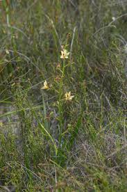 Image result for Cyphia brachyandra