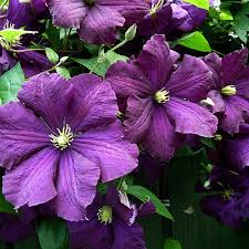 Rubens superba clematis nelly moser clematis piilu clematis pink champagne clematis snow queen clematis the president clematis ville de lyon clematis viticella betty corning clematis viticella black prince Clematis Viticella Online Kaufen Clematisonline