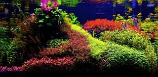 The japanese rock garden (枯山水, karesansui) or dry landscape garden, often called a zen garden, creates a miniature stylized landscape through carefully composed arrangements of rocks, water features, moss, pruned trees and bushes. What S Your Aquascape Style Cflas