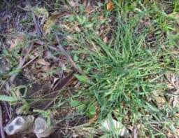 Image result for Tristachya