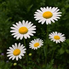 Image result for Erianthemum taborense