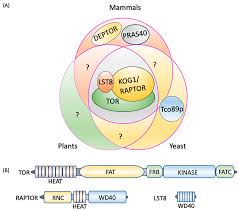 Marc leuthold's sculptures (branch, pagodas, bowls, horn and spool), 2011, sumi ink on. Ijms Free Full Text Target Of Rapamycin In Control Of Autophagy Puppet Master And Signal Integrator Html