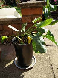Flopping Cala Lillies Bbc Gardeners World Magazine