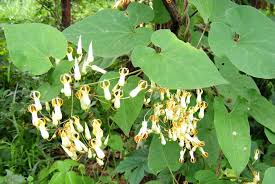 Image result for Riocreuxia