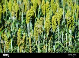 Image result for Echinochloa frumentacea
