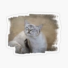 Additionally, it is quite common to see. Lynx Point Siamese Gifts Merchandise Redbubble
