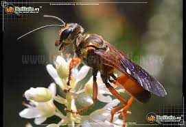 Sphex ichneumoneus, known commonly as the great golden digger wasp or great golden sand digger is a wasp in the family sphecidae. Great Golden Digger Wasp Sphex Ichneumoneus