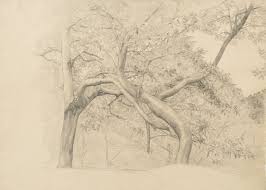 A thicket of trees in foliage