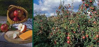 Pollination of snowsweet apple trees your snowsweet apple tree is in flowering group 3. Snowsweet Apple Knowledgebase Johnson S Nursery