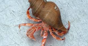 How To Get A Dead Hermit Crab Out Of Shell