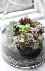 Learn How To Make A Terrarium Terrarium Plants Diy Garden How To Make Terrariums Open Terrariums Small Terrarium