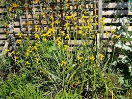 Image result for Moraea spathulata