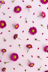 Here are only the best daisy flower wallpapers. Pink Daisy Background By Ruth Black Background Daisy Stocksy United Daisy Wallpaper Flower Background Iphone Daisy Background