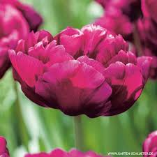 Ihre zwiebeln werden im herbst von september bis november in den gartenboden oder in kübel mit blumenerde gepflanzt. Gefullte Fruhe Tulpe Showcase 7 Stuck Tulipa Showcase Fruhe Tulpen Garten Schluter