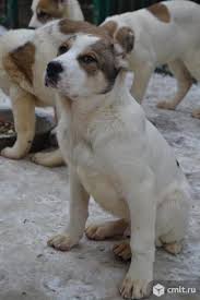 В холке месячный щенок достигает уже 30 см. Shenki Alabaya Voronezh Doska Obyavlenij Kamelot