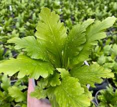 Image result for Asplenium smedsii