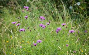 Image result for Dierama densiflorum