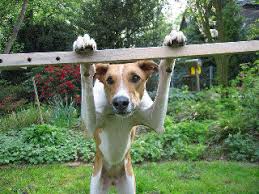 40, 47559, kranenburg deutschland inklusive kontaktdaten wie adresse, telefonnummer, webseite, anfahrtsplan u.a. Trickschule Fur Hunde Ihre Hundeschule In Moers Kamp Lintfort Duisburg Und Umgebung Benda