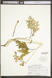 Image result for Fumariaceae