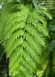 Image result for Microlepia strigosa