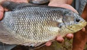 Ia tidak membutuhkan wadah khusus. Ikan Air Tawar Pengertian Ciri Jenis Beserta Macamnya