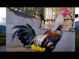 พ อพ นธ หล กซ มเพชรเช ยงต ง youtube