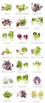 leafy greens chart types of lettuce food whole food recipes