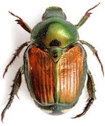 More information can be found on the german page. Die Invasion Der Lebewesen Atlant Wissenschaftskommunikation