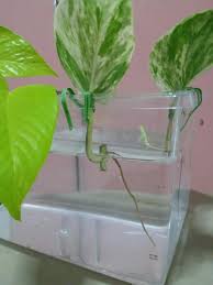 You may see betta fish housed in tiny plastic bowls in stores. Money Plants Pothos Cutting For Betta Tank Fish Tank Pet Supplies For Fish Fish Tank Accessories On Carousell
