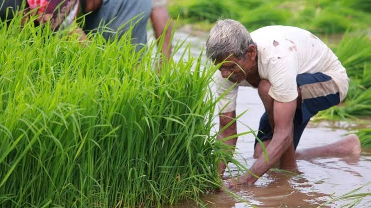 सुधारित पंतप्रधान पीक विमा योजनेत सहभागी व्हावे नियमांत मोठे बदल;  तालुका कृषी अधिकारी भोरे यांची माहिती