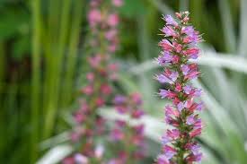 Image result for Echium