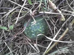 Image result for Lagenaria sphaerica