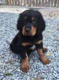 The parents of our puppies have passed their health please contact us with any questions and for more information on our gordon setter puppies for sale in wisconsin! Gordon Setter Puppies For Sale In Bloomfield California Classified Americanlisted Com