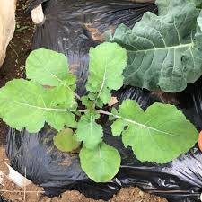 ナバナ のらぼう菜 ５週目 茎が赤くなりました レンタル畑で野菜づくり 週末農業体験