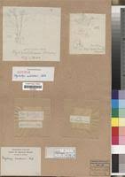 Image result for Polystachya malilaensis