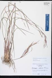 Image result for Schizachyrium platyphyllum