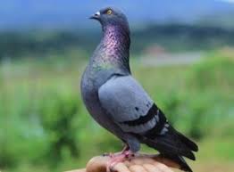 Maybe you would like to learn more about one of these? 14 Cara Budidaya Burung Merpati Dalam Kandang Ilmubudidaya Com