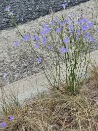 Image result for Wahlenbergia capitata