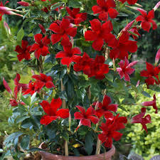 The original and classic sundaville® range consists of mandevilla (dipladenia) with superior and innovative branching and striking colors. Sun Parasol Pretty Crimson Mandevilla Plants For Sale Free Shipping