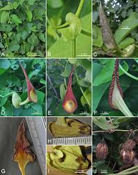 Image result for Aristolochiaceae