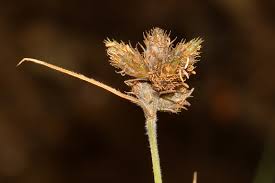 Image result for Fuirena pubescens