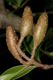 Image result for Hymenodictyon parvifolium