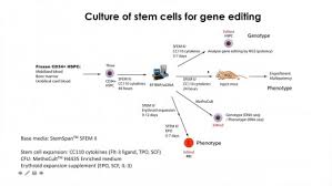 Videos Webinars Hematopoietic Stem And Progenitor Cell