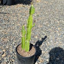 Image result for Euphorbia ugandensis