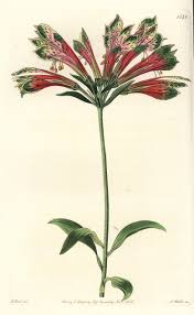 Image result for Alstroemeria pulchella
